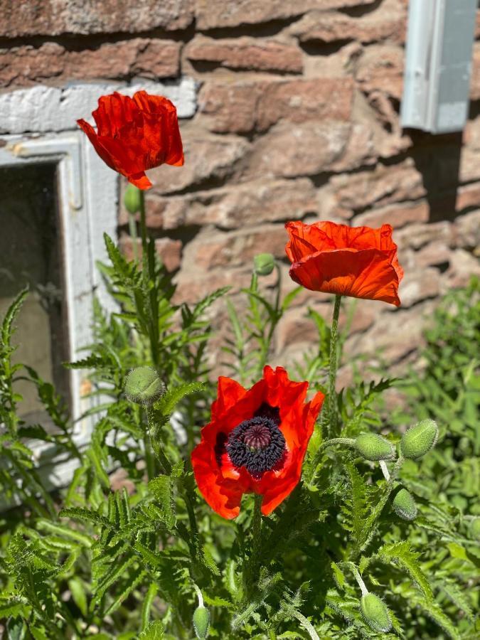Rosenfors Herrgard B&B Борґгольм Екстер'єр фото